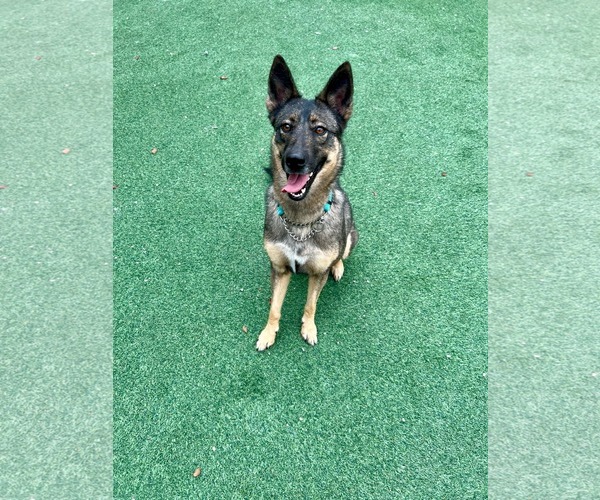 Medium Photo #10 German Shepherd Dog Puppy For Sale in Plantation, FL, USA