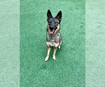 Small #9 German Shepherd Dog