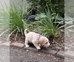 Small #3 Goldendoodle (Miniature)