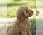 Puppy 2 Goldendoodle
