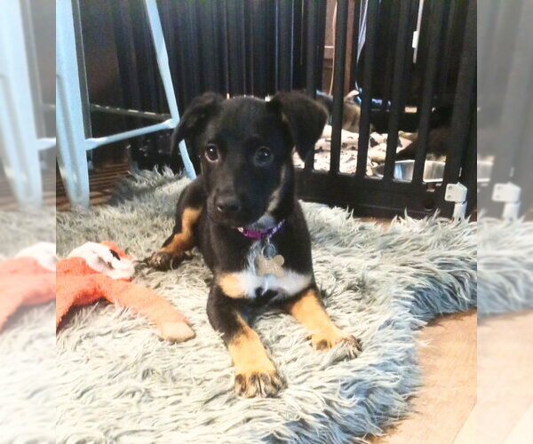Medium Photo #4 Mutt Puppy For Sale in Holly Springs, NC, USA