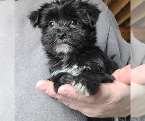 Morkie Puppy for sale in LOWELL, MA, USA