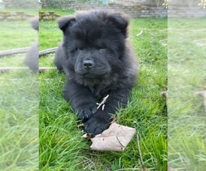 Chow Chow Puppy for Sale in EDMONDS, Washington USA