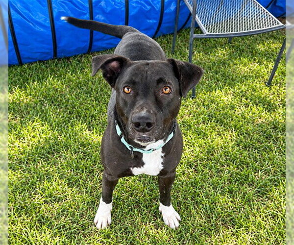 Medium Photo #1 Labrador Retriever-Unknown Mix Puppy For Sale in Ocala, FL, USA