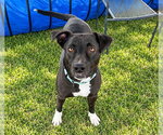 MARCO - Male Labrador Retriever-Unknown Mix Dog for Adoption - Small photo