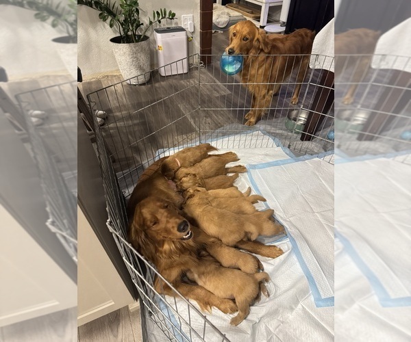 Medium Photo #11 Golden Retriever Puppy For Sale in GARDNERVILLE, NV, USA