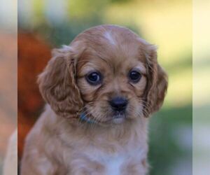 Cavapoo Puppy for sale in ANNVILLE, PA, USA