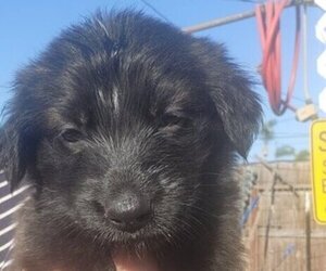 German Shepherd Dog-Golden Retriever Mix Puppy for sale in MODESTO, CA, USA