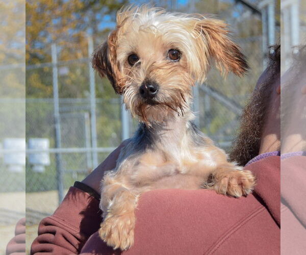 Medium Photo #4 Mutt Puppy For Sale in Huntley, IL, USA