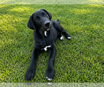 Small #1 Labrador Retriever Mix