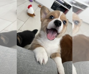 Pembroke Welsh Corgi Puppy for sale in OAKLEY, CA, USA