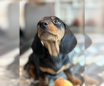 Small #2 Dachshund