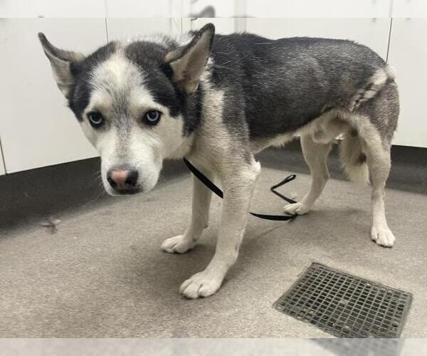 Medium Photo #1 Siberian Husky Puppy For Sale in HESPERIA, CA, USA