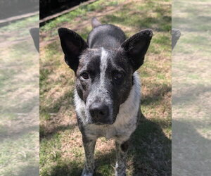 German Shepherd Dog-Unknown Mix Dogs for adoption in Green Forest, AR, USA