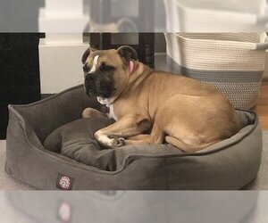 Bulldog-Unknown Mix Dogs for adoption in Houston, TX, USA