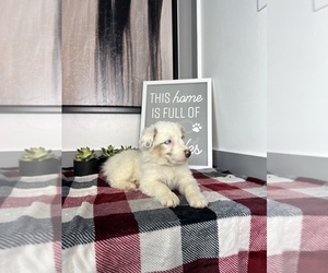 Australian Shepherd Puppy for sale in FRANKLIN, IN, USA
