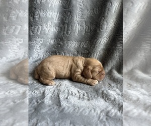 Cocker Spaniel Puppy for sale in LEANDER, TX, USA