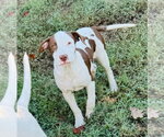 Small Photo #2 Mutt Puppy For Sale in Claremore, OK, USA