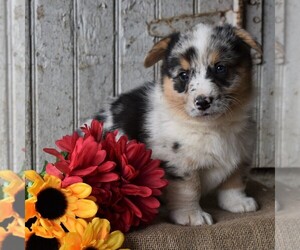 Pembroke Welsh Corgi Puppy for sale in GORDONVILLE, PA, USA