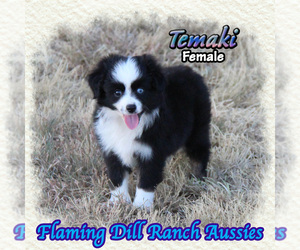 Miniature Australian Shepherd Puppy for sale in FORESTBURG, TX, USA
