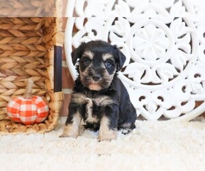 Schnauzer (Miniature) Puppy for sale in SYRACUSE, IN, USA