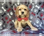 Small Cocker Spaniel