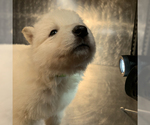 Small Photo #57 German Shepherd Dog Puppy For Sale in WASHINGTON, NJ, USA