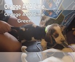 Small #4 Basset Hound