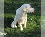 Small Photo #28 English Cream Golden Retriever Puppy For Sale in NORTHWOOD, OH, USA