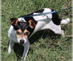 Small #2 Rat Terrier Mix