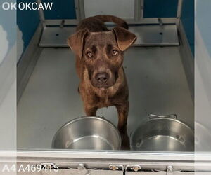 Mutt Dogs for adoption in Oklahoma City, OK, USA
