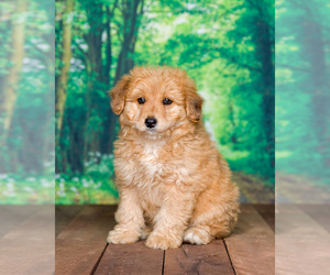 Aussiedoodle Miniature Puppy for sale in SHIPSHEWANA, IN, USA
