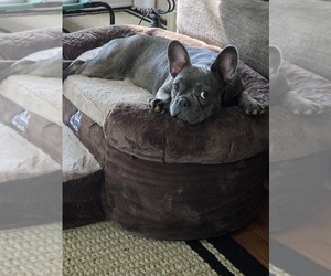French Bulldog Puppy for sale in RUTHER GLEN, VA, USA