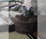 Small French Bulldog