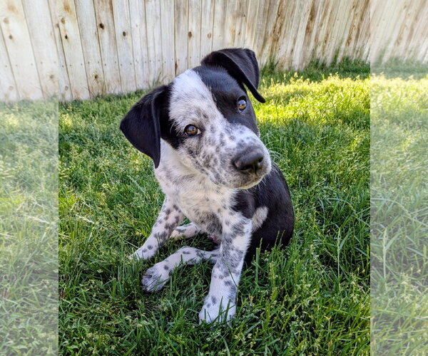 Medium Photo #1 Border Collie-Unknown Mix Puppy For Sale in Sandy, UT, USA