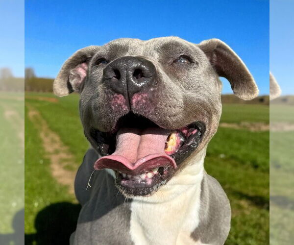 Medium Photo #10 American Pit Bull Terrier Puppy For Sale in Glen Allen, VA, USA