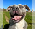 Small #9 American Pit Bull Terrier