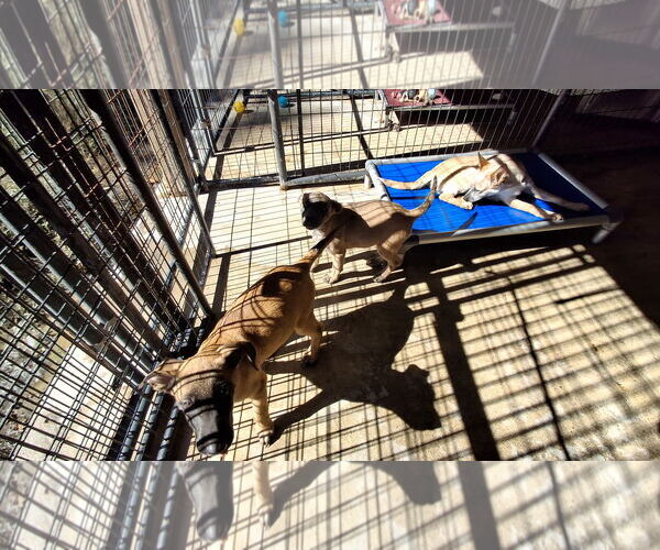 Medium Photo #10 Mutt Puppy For Sale in Sebec, ME, USA