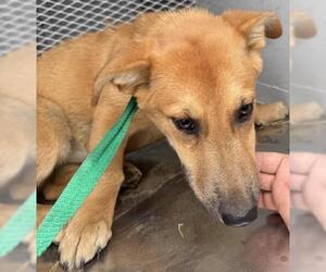 German Shepherd Dog-Unknown Mix Dogs for adoption in Bakersfield, CA, USA