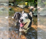 Small #1 Siberian Husky Mix