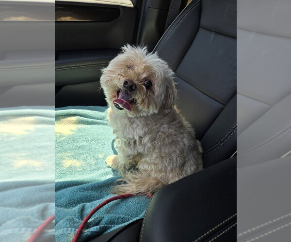 Medium Photo #3 Mutt Puppy For Sale in Mooresville, NC, USA