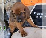 Small #2 Redbone Coonhound