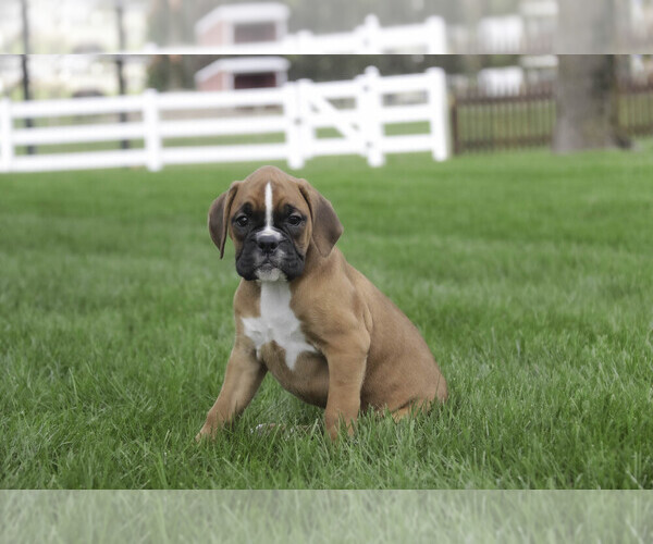 Medium Photo #1 Boxer Puppy For Sale in SHIPSHEWANA, IN, USA