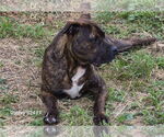 Small #4 American Pit Bull Terrier Mix