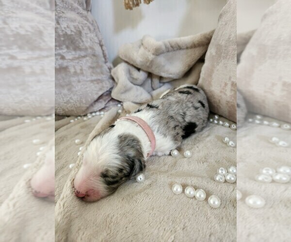 Medium Photo #134 Sheepadoodle Puppy For Sale in LEHI, UT, USA