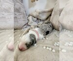 Small Photo #134 Sheepadoodle Puppy For Sale in LEHI, UT, USA