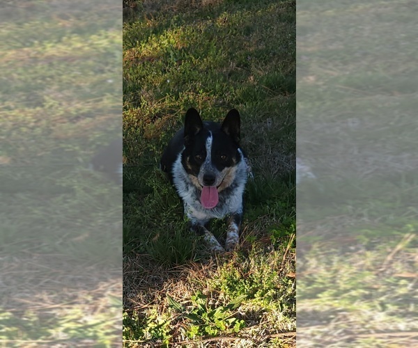 Medium Photo #1 Australian Shepherd-Texas Heeler Mix Puppy For Sale in WINSTON SALEM, NC, USA