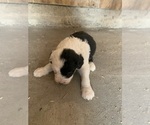 Puppy Puppy 3 Old English Sheepdog