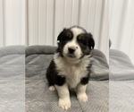 Puppy 5 Australian Shepherd