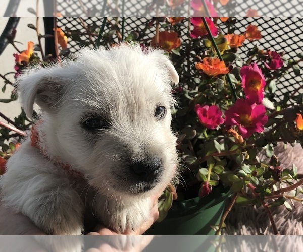 Medium Photo #1 West Highland White Terrier Puppy For Sale in ALMA, AR, USA